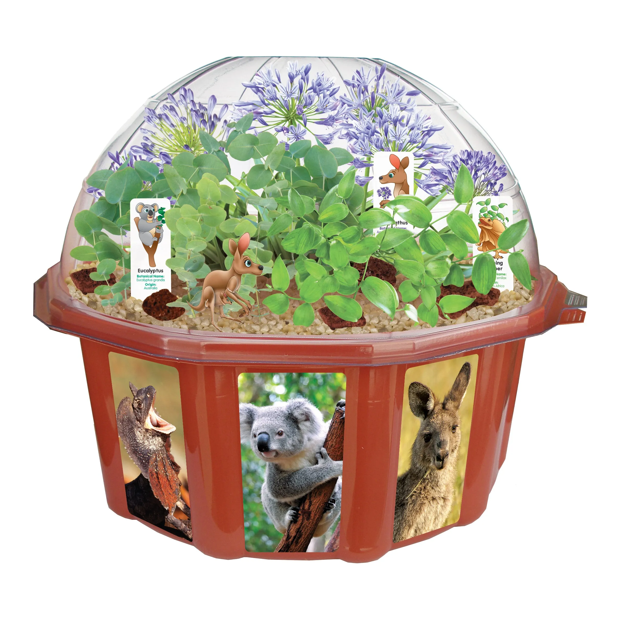 Dome Terrarium - Austrailian Outback Adventure